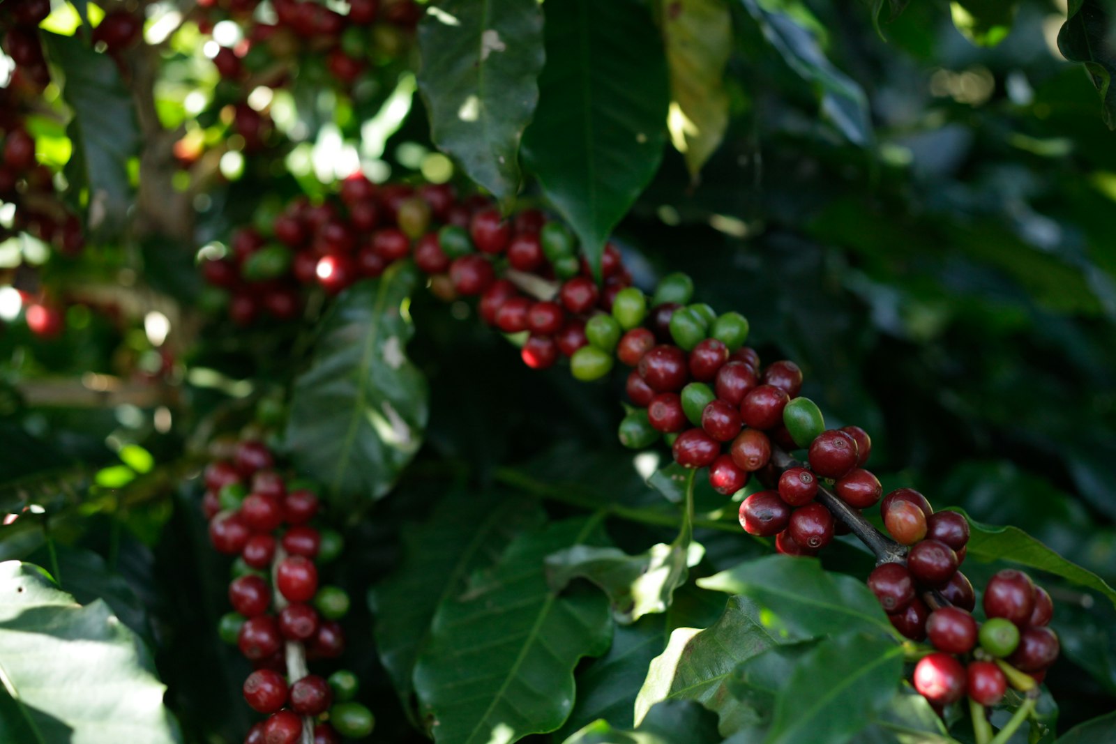 geisha coffee panama most expensive coffee in Salt Lake City, UT